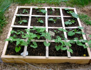 raised bed garden box