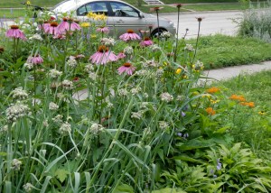 My front flower garden has lots of hardy native flowers. 