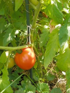 One of the tomato survivors of a heavy rain year
