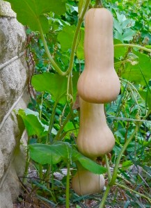 Squash hanging from the trellises, saving space.