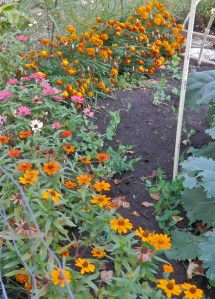 The garden's marigold border