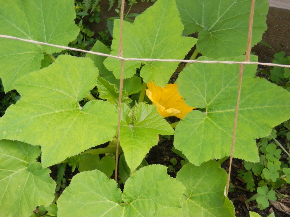 growing squash